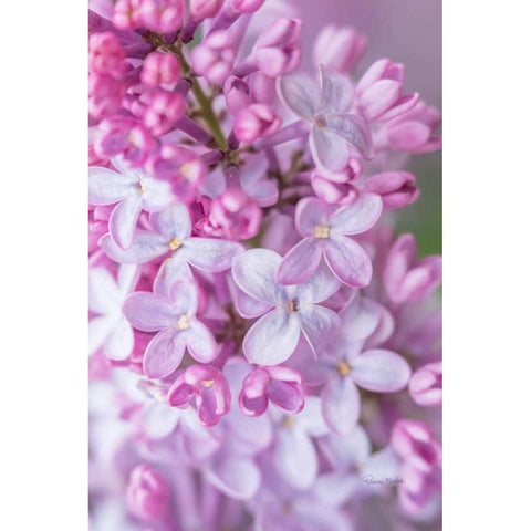 Spring Lilacs III Gold Ornate Wood Framed Art Print with Double Matting by Murdock, Ramona