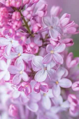 Spring Lilacs III Black Ornate Wood Framed Art Print with Double Matting by Murdock, Ramona