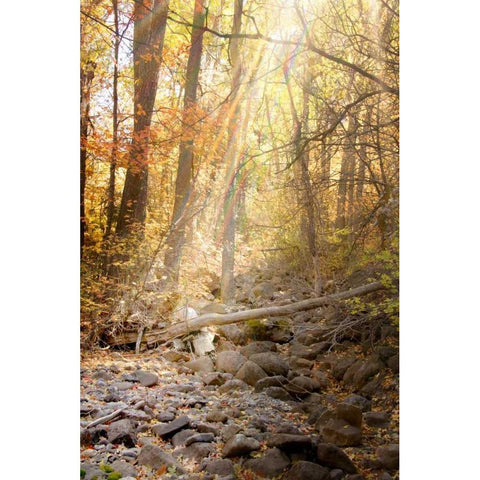 Solitude II Black Modern Wood Framed Art Print with Double Matting by Murdock, Ramona