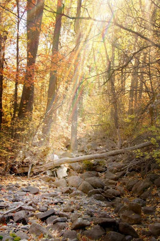 Solitude II White Modern Wood Framed Art Print with Double Matting by Murdock, Ramona