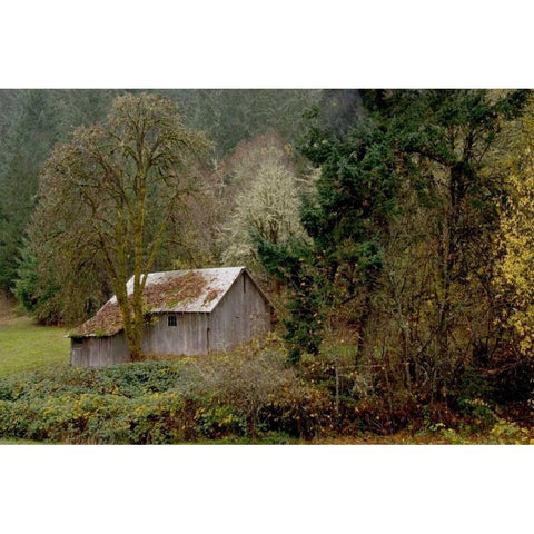 Old Shed Black Modern Wood Framed Art Print by Murdock, Ramona