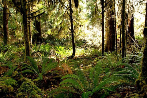 Morning Sunshine White Modern Wood Framed Art Print with Double Matting by Murdock, Ramona