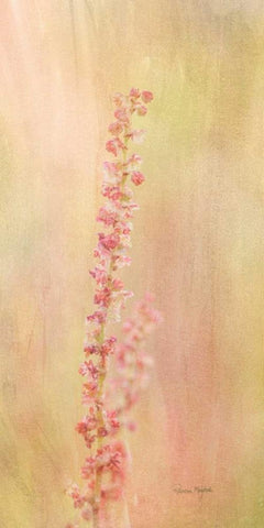 Wildflower White Modern Wood Framed Art Print with Double Matting by Murdock, Ramona