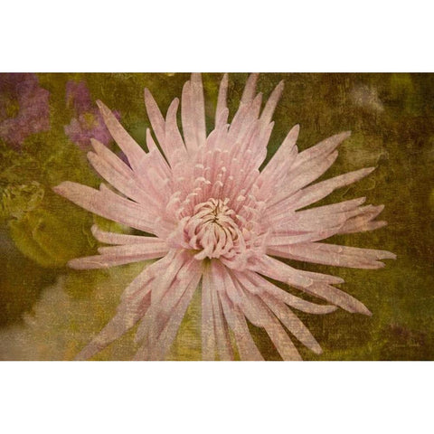 Heirloom Pink Black Modern Wood Framed Art Print with Double Matting by Murdock, Ramona