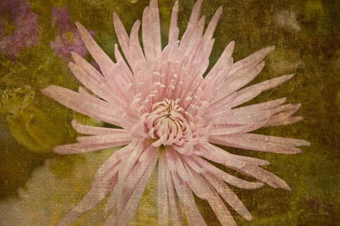 Heirloom Pink Black Ornate Wood Framed Art Print with Double Matting by Murdock, Ramona