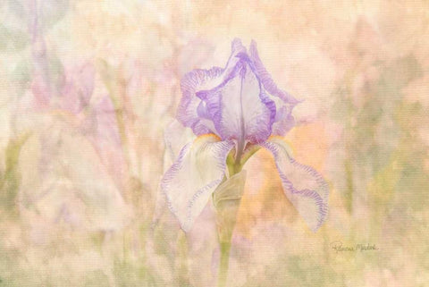 Iris in My Garden Black Ornate Wood Framed Art Print with Double Matting by Murdock, Ramona