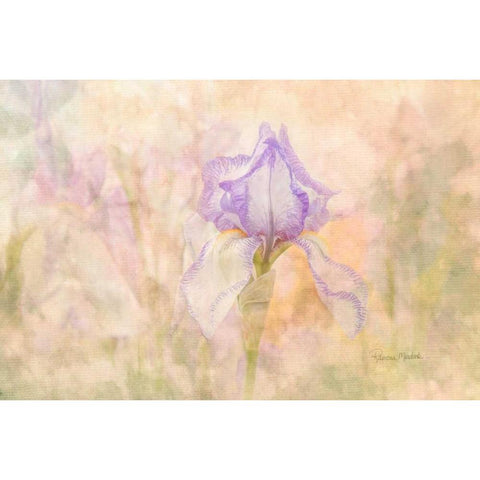 Iris in My Garden Black Modern Wood Framed Art Print with Double Matting by Murdock, Ramona