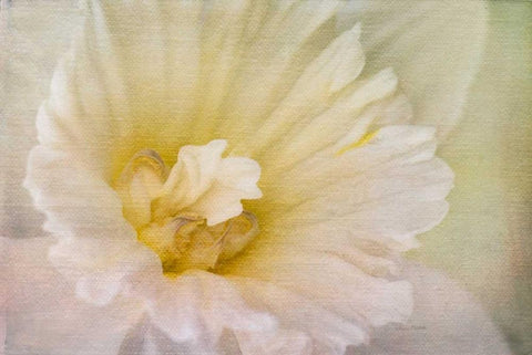 Daffodil Heart White Modern Wood Framed Art Print with Double Matting by Murdock, Ramona