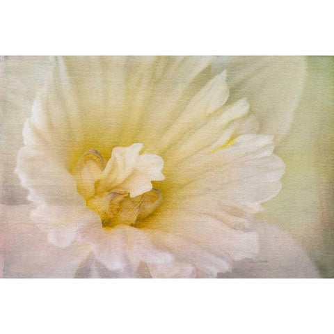 Daffodil Heart Black Modern Wood Framed Art Print with Double Matting by Murdock, Ramona