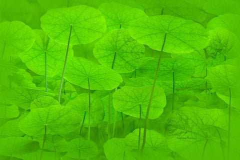 Spring Green I White Modern Wood Framed Art Print with Double Matting by Murdock, Ramona