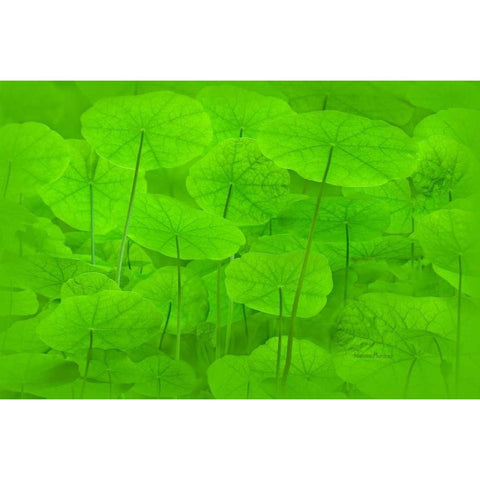 Spring Green I White Modern Wood Framed Art Print by Murdock, Ramona