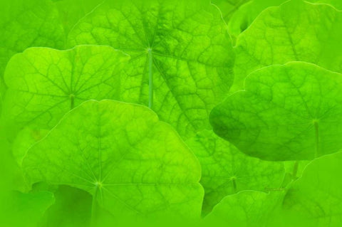 Spring Green II Black Ornate Wood Framed Art Print with Double Matting by Murdock, Ramona