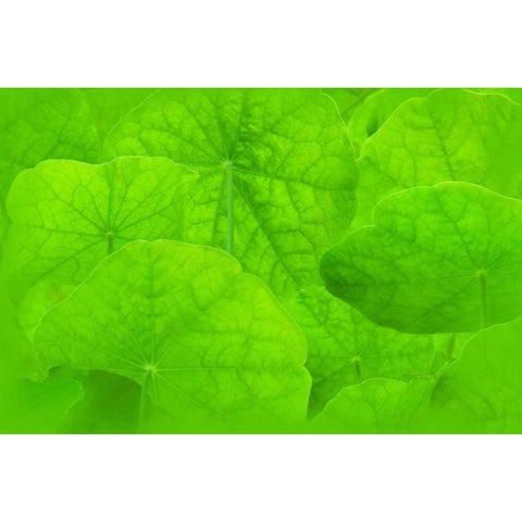 Spring Green II Black Modern Wood Framed Art Print by Murdock, Ramona