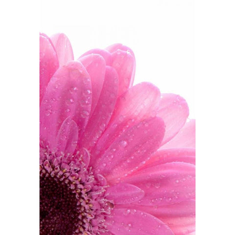 Daisy Pink Black Modern Wood Framed Art Print with Double Matting by Murdock, Ramona