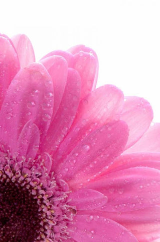 Daisy Pink White Modern Wood Framed Art Print with Double Matting by Murdock, Ramona