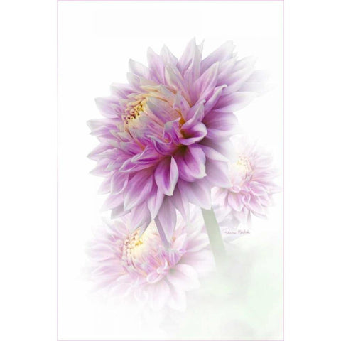 Lavender Dahlia Black Modern Wood Framed Art Print with Double Matting by Murdock, Ramona