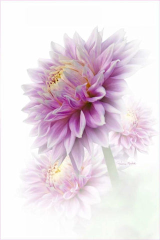 Lavender Dahlia Black Ornate Wood Framed Art Print with Double Matting by Murdock, Ramona
