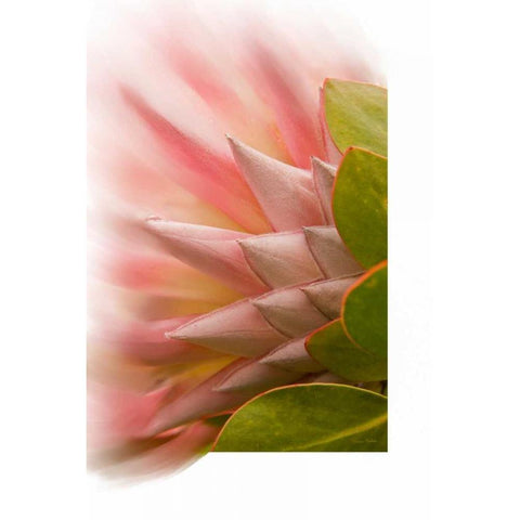 Protea Blossom Black Modern Wood Framed Art Print with Double Matting by Murdock, Ramona