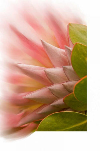 Protea Blossom White Modern Wood Framed Art Print with Double Matting by Murdock, Ramona