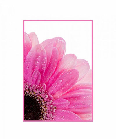 Pink Daisy Petals Black Ornate Wood Framed Art Print with Double Matting by Murdock, Ramona
