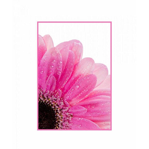 Pink Daisy Petals Gold Ornate Wood Framed Art Print with Double Matting by Murdock, Ramona