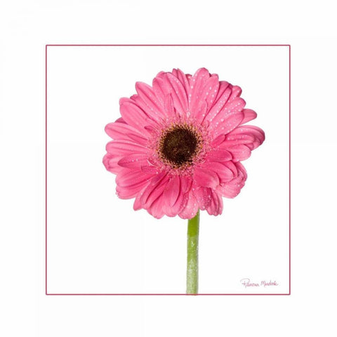 Pink Gerbera Daisy Gold Ornate Wood Framed Art Print with Double Matting by Murdock, Ramona