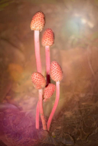 Mushroom Bouquet White Modern Wood Framed Art Print with Double Matting by Murdock, Ramona