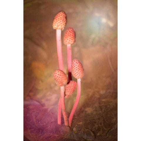 Mushroom Bouquet White Modern Wood Framed Art Print by Murdock, Ramona