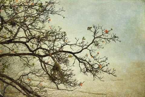 Branches White Modern Wood Framed Art Print with Double Matting by Murdock, Ramona