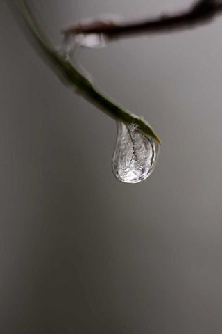 Frozen Dew Drop Black Ornate Wood Framed Art Print with Double Matting by Murdock, Ramona