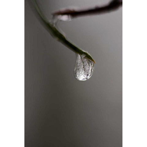 Frozen Dew Drop Gold Ornate Wood Framed Art Print with Double Matting by Murdock, Ramona