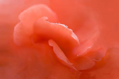 Peach Begonia Up Close Black Ornate Wood Framed Art Print with Double Matting by Murdock, Ramona