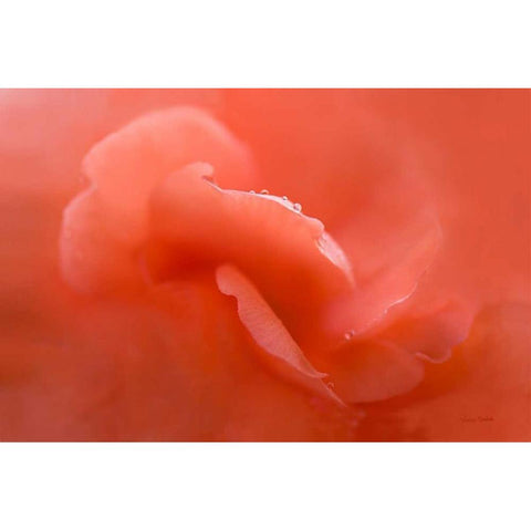 Peach Begonia Up Close Black Modern Wood Framed Art Print by Murdock, Ramona