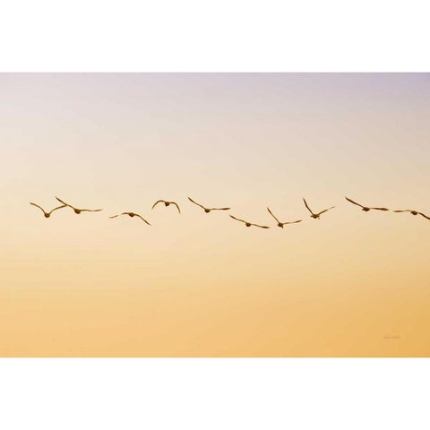 Evening Flight Black Modern Wood Framed Art Print with Double Matting by Murdock, Ramona