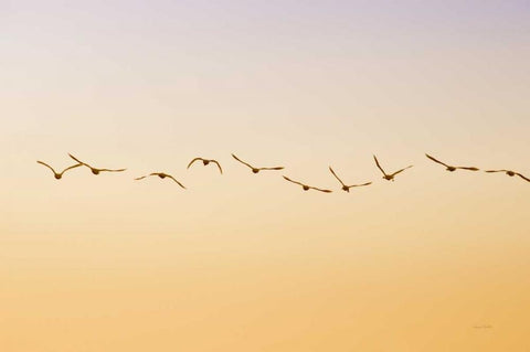 Evening Flight White Modern Wood Framed Art Print with Double Matting by Murdock, Ramona