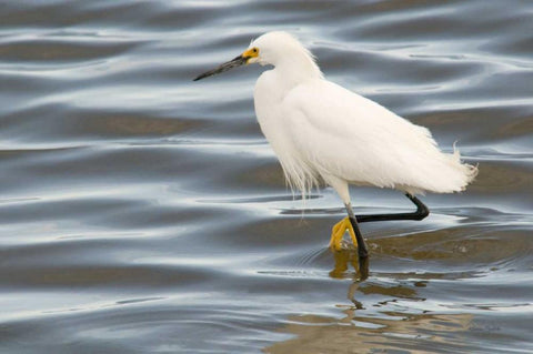 Fishin Black Ornate Wood Framed Art Print with Double Matting by Murdock, Ramona