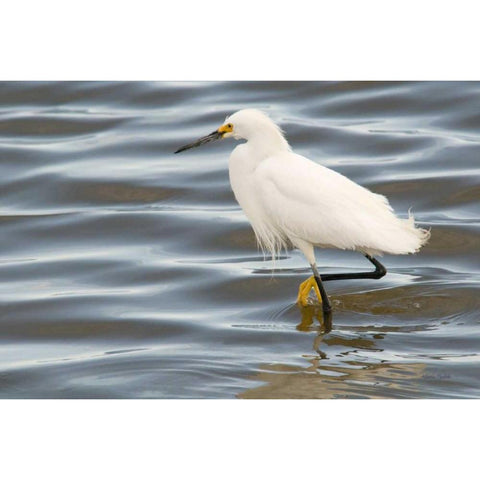 Fishin Black Modern Wood Framed Art Print by Murdock, Ramona