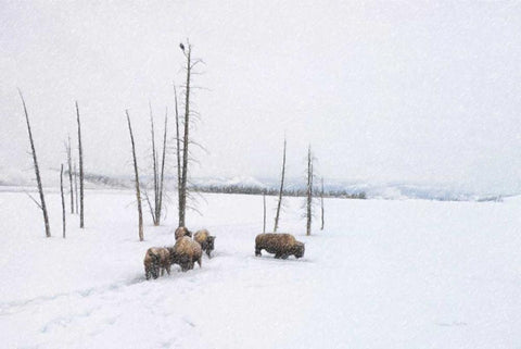 Winter Buffalo White Modern Wood Framed Art Print with Double Matting by Murdock, Ramona