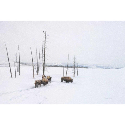 Winter Buffalo Black Modern Wood Framed Art Print with Double Matting by Murdock, Ramona