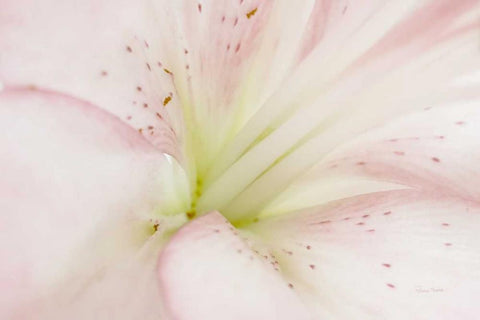 Lily Centered White Modern Wood Framed Art Print with Double Matting by Murdock, Ramona