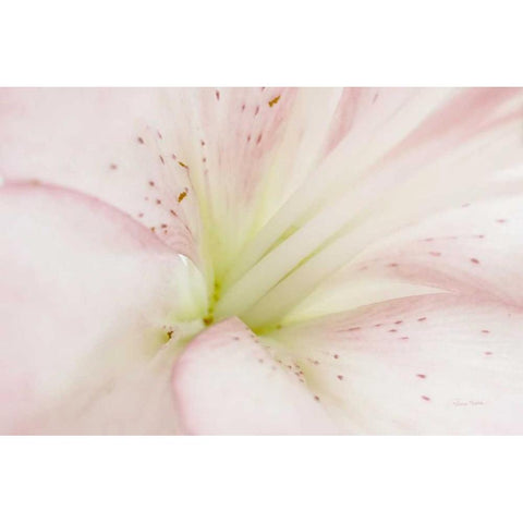 Lily Centered Black Modern Wood Framed Art Print by Murdock, Ramona