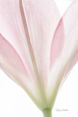 Transparent Lily I White Modern Wood Framed Art Print with Double Matting by Murdock, Ramona