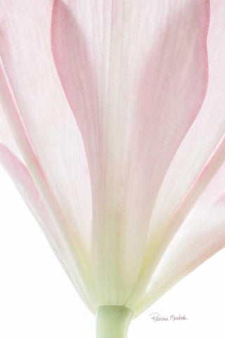 Transparent Lily II White Modern Wood Framed Art Print with Double Matting by Murdock, Ramona