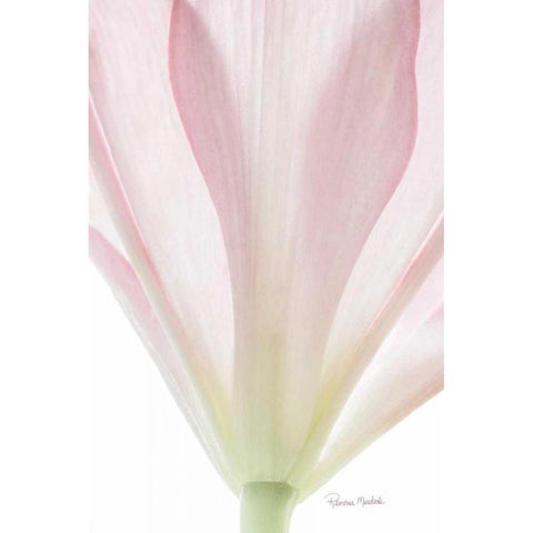 Transparent Lily II Black Modern Wood Framed Art Print by Murdock, Ramona