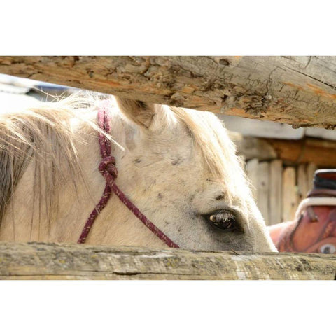 Corralled White Modern Wood Framed Art Print by Murdock, Ramona