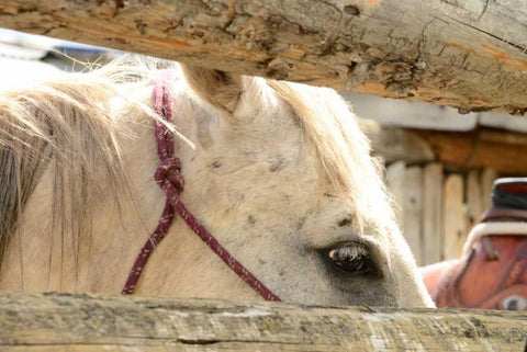 Corralled Black Ornate Wood Framed Art Print with Double Matting by Murdock, Ramona