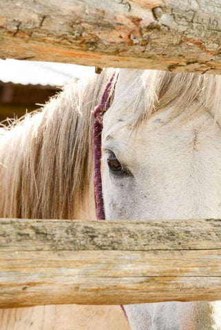 Peek White Modern Wood Framed Art Print with Double Matting by Murdock, Ramona