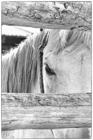 Peek B and W White Modern Wood Framed Art Print with Double Matting by Murdock, Ramona