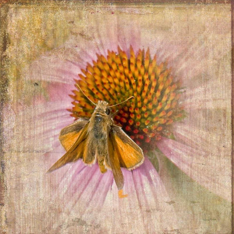 Mealy Moth Gold Ornate Wood Framed Art Print with Double Matting by Murdock, Ramona