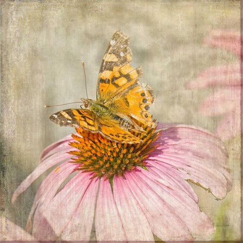 Tattered Butterfly Black Ornate Wood Framed Art Print with Double Matting by Murdock, Ramona